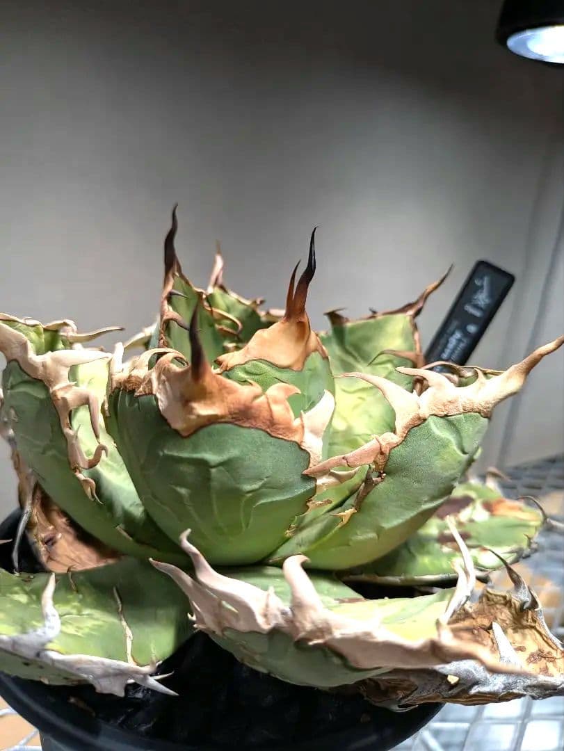 トップ長　アガベ　オアハカ　現地球ワイルド　COYOTE　PLANTS　オテロイ