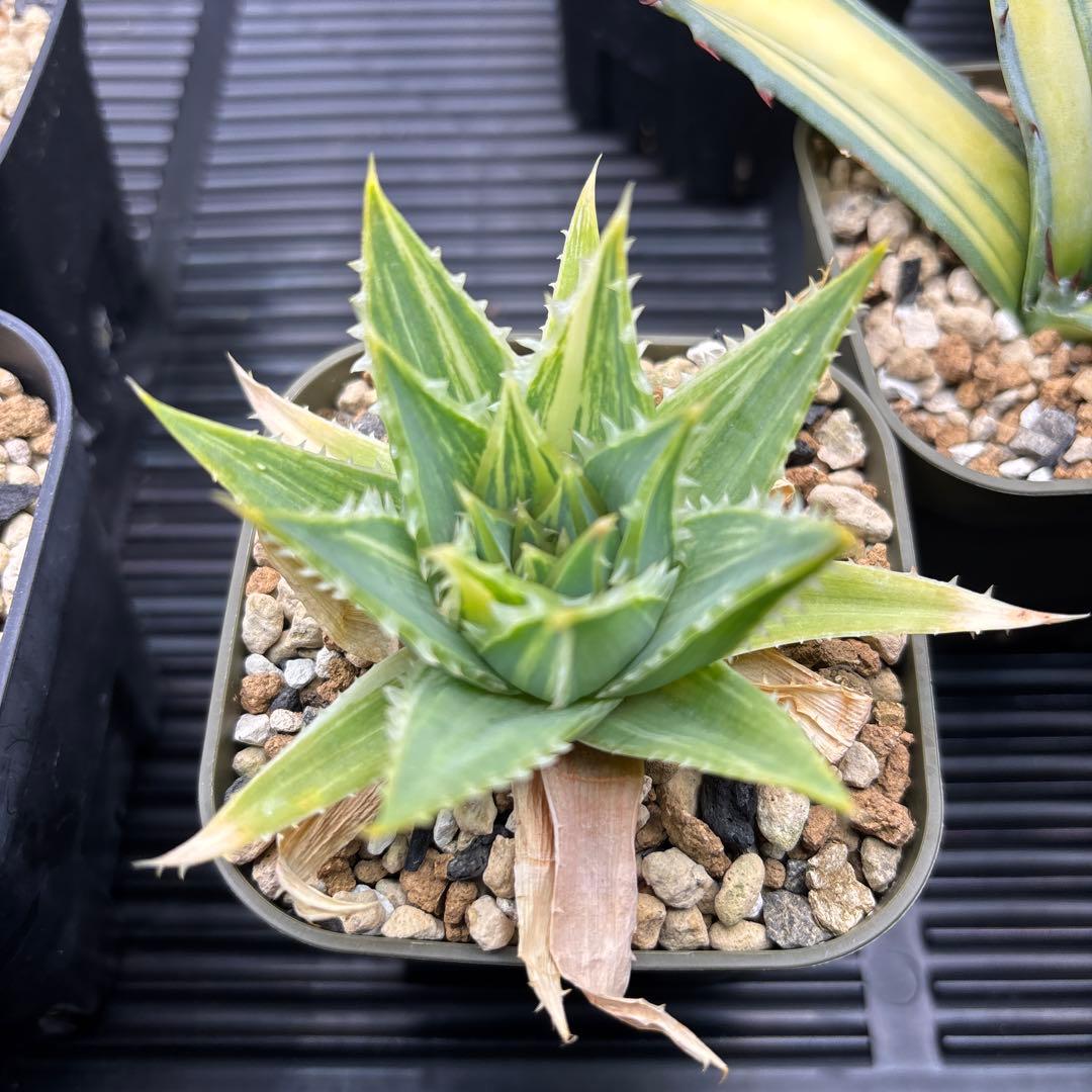 アロエ　ポリフィラ縞斑