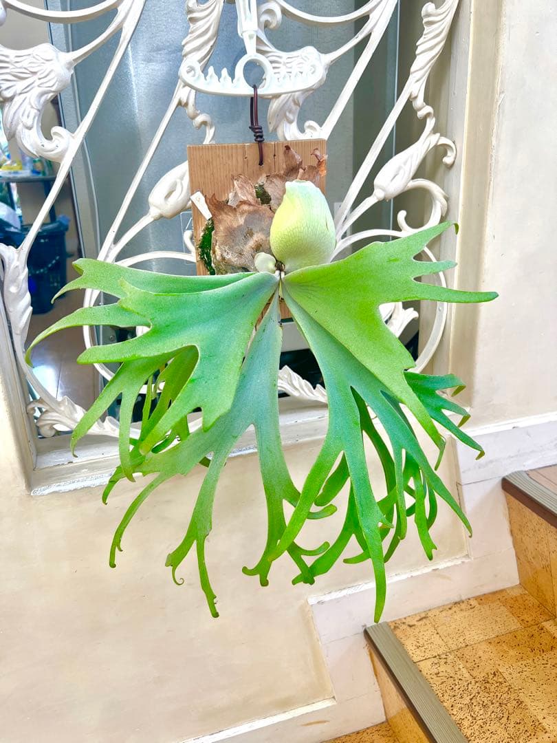 月光爪哇OC ビカクシダ willinckii　ウィリンキー