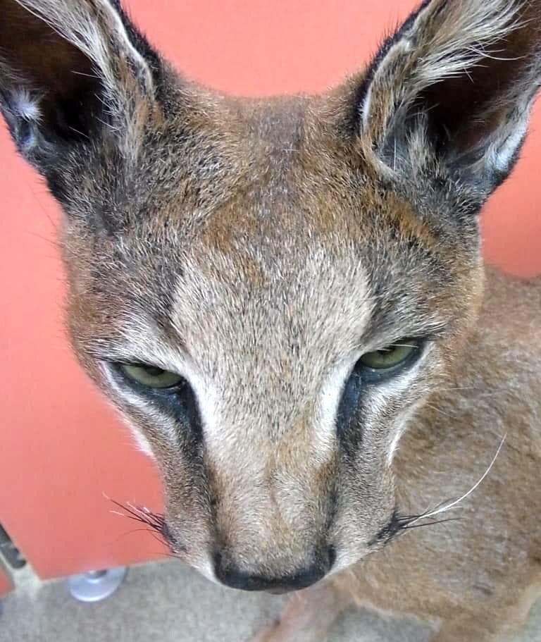 高品質 カラカル（Caracal）の全身剥製 A　※CITES・登録票付