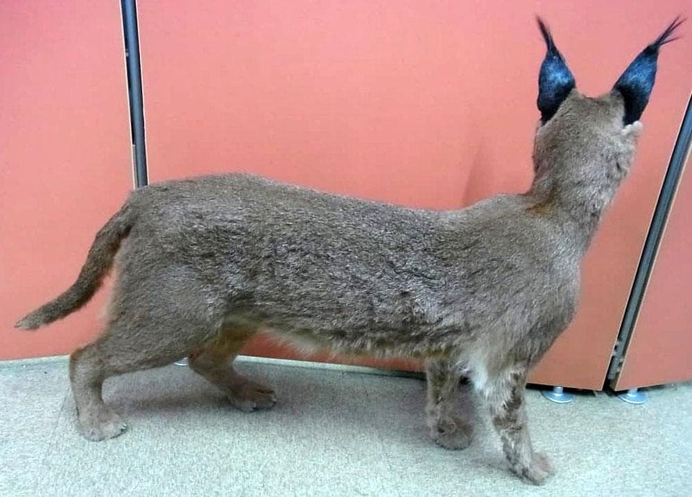 高品質 カラカル（Caracal）の全身剥製 A　※CITES・登録票付
