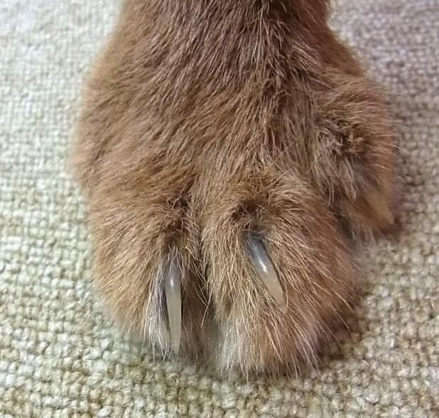 高品質 カラカル（Caracal）の全身剥製 A　※CITES・登録票付