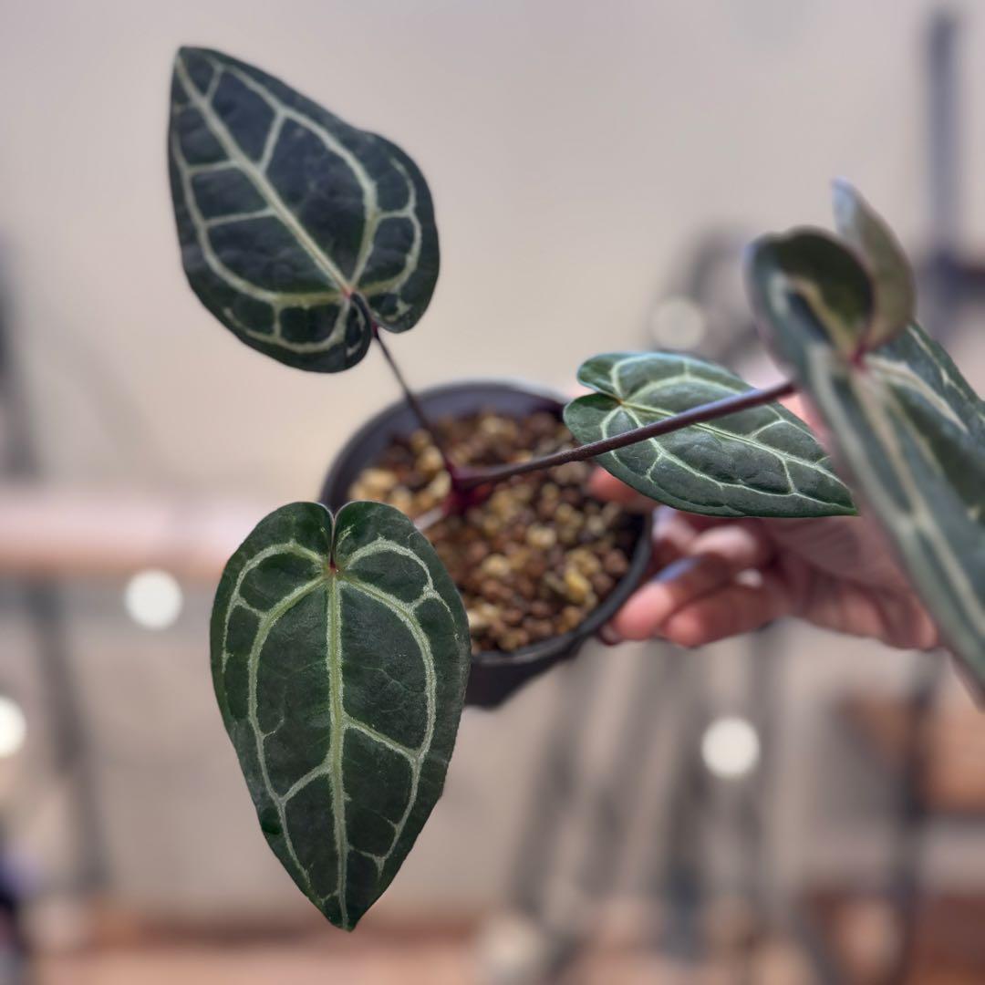 g*o様 28 アンスリウム　‘ミシェル’ F2 レッドクリスタリナム