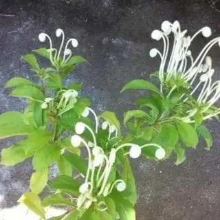 クレロレンドルム・マクロシフォン　苗　花木　観葉植物　花卉園芸　グリーン