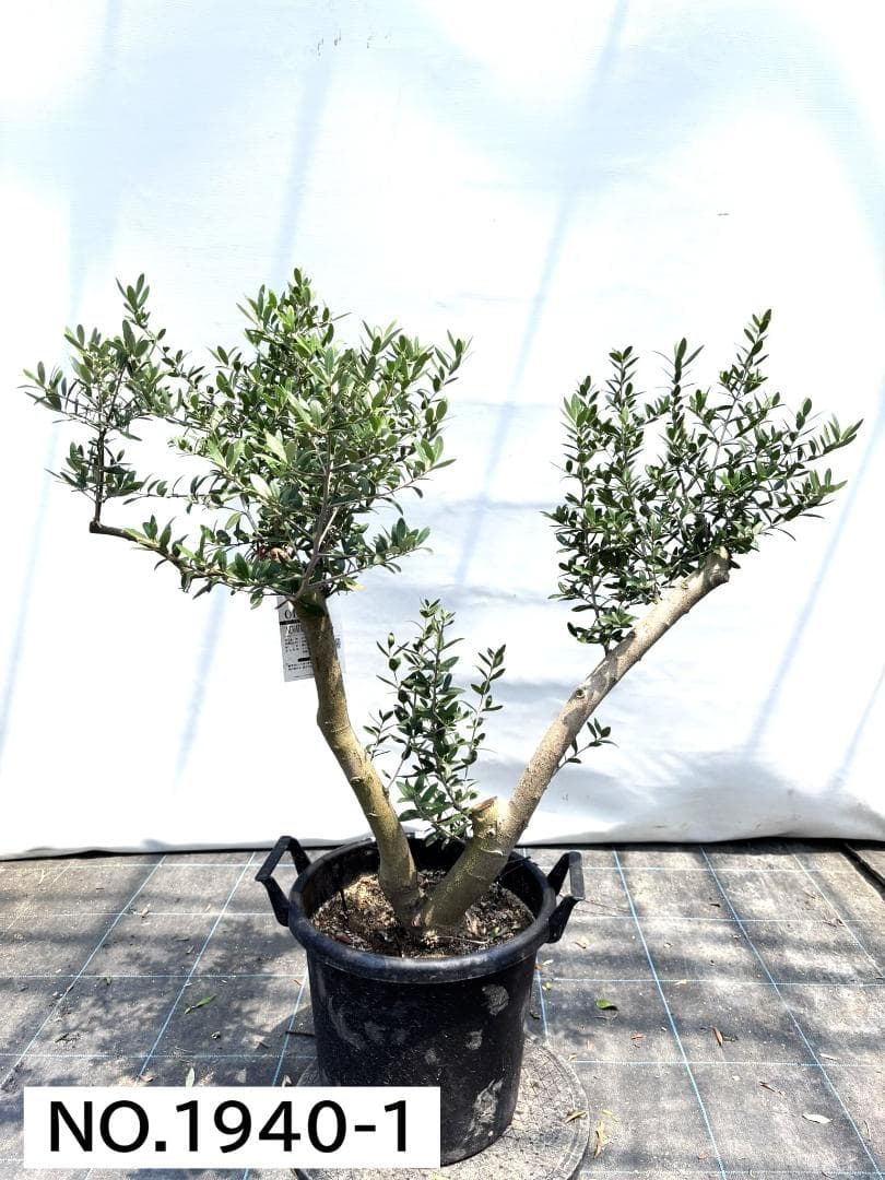 オリーブの木　ネバディロブランコ　約110cm　NO.1940　大型　現品掲載