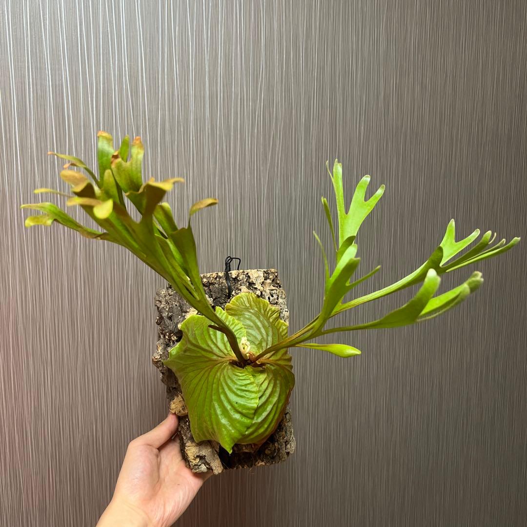 ビカクシダ リドレイ(ワイルド)大株　コルク付け