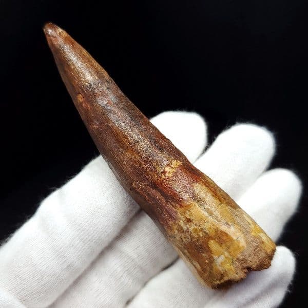 極上 スピノサウルス 本物 モロッコ産 80.31mm ケース付き sp269