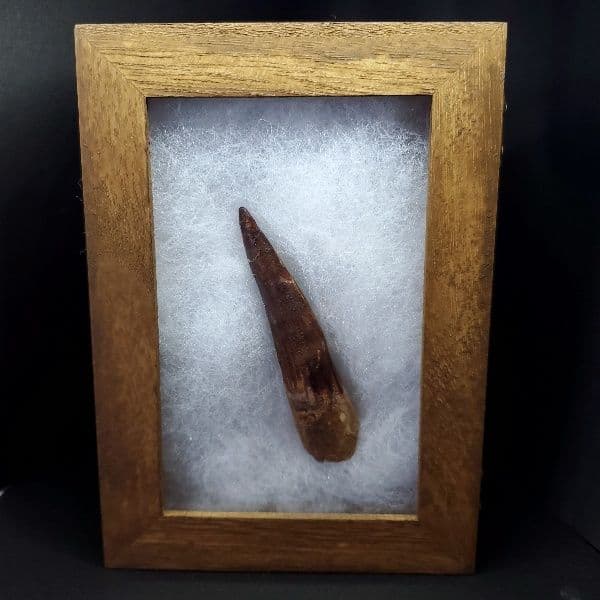 極上 スピノサウルス 本物 モロッコ産 80.31mm ケース付き sp269