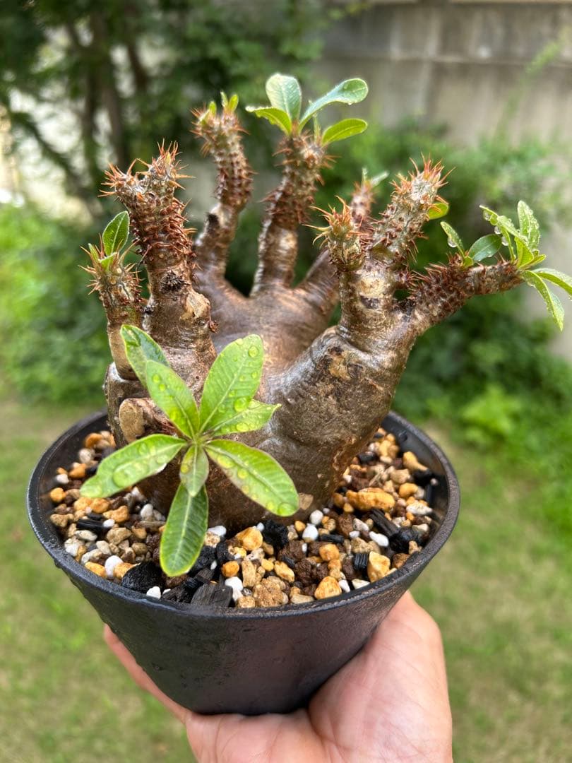 パキポディウム マカイエンセ現地球(手乗りサイズ)