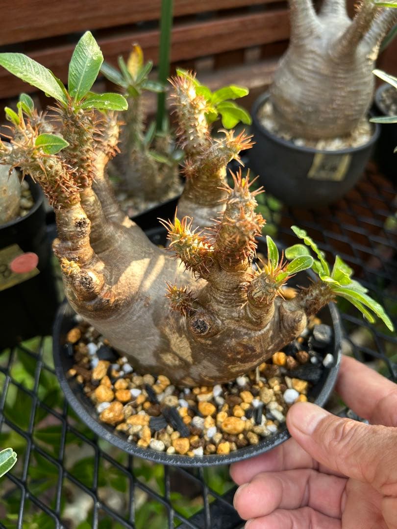 パキポディウム マカイエンセ現地球(手乗りサイズ)