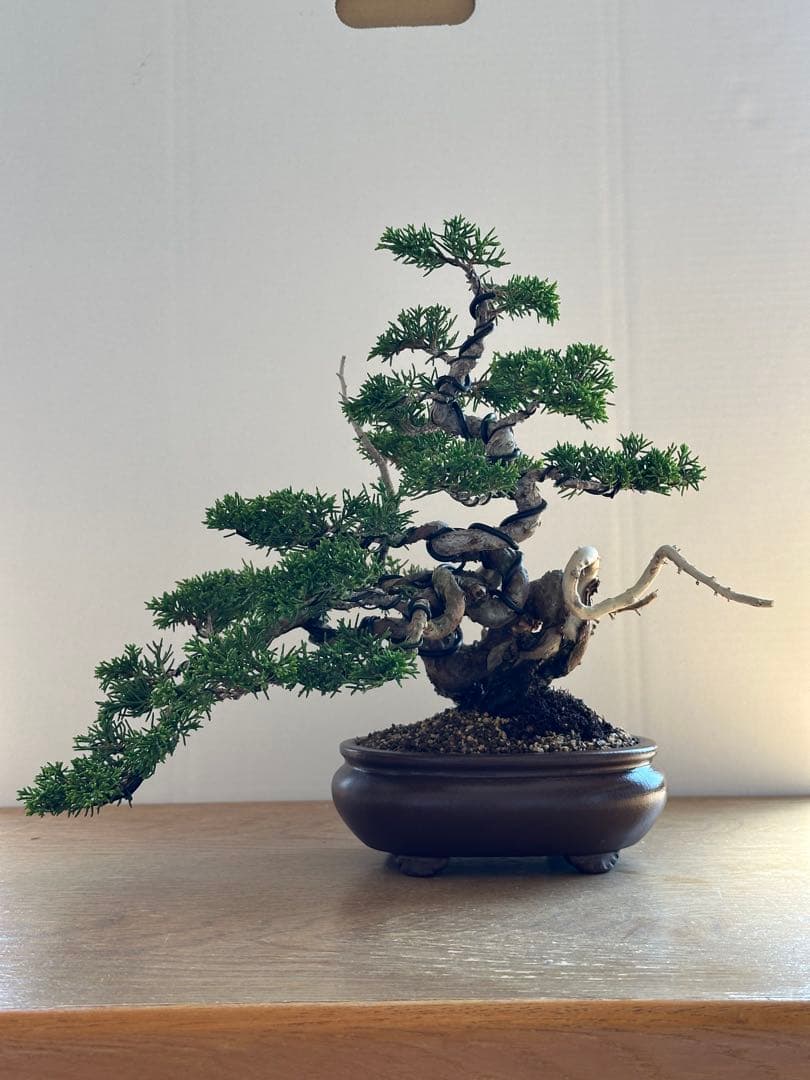 盆栽 糸魚川真柏