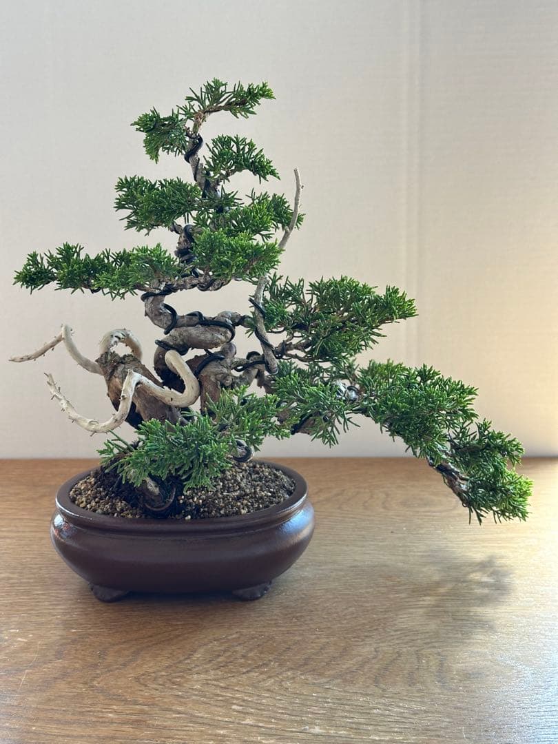 盆栽 糸魚川真柏