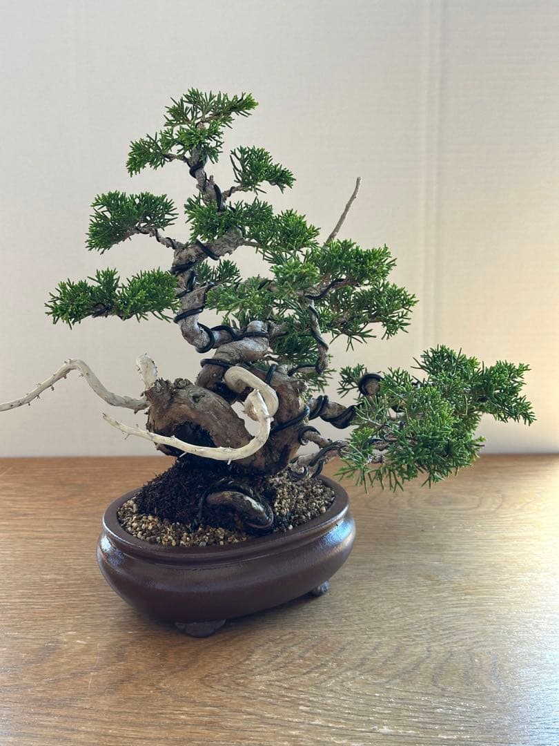 盆栽 糸魚川真柏