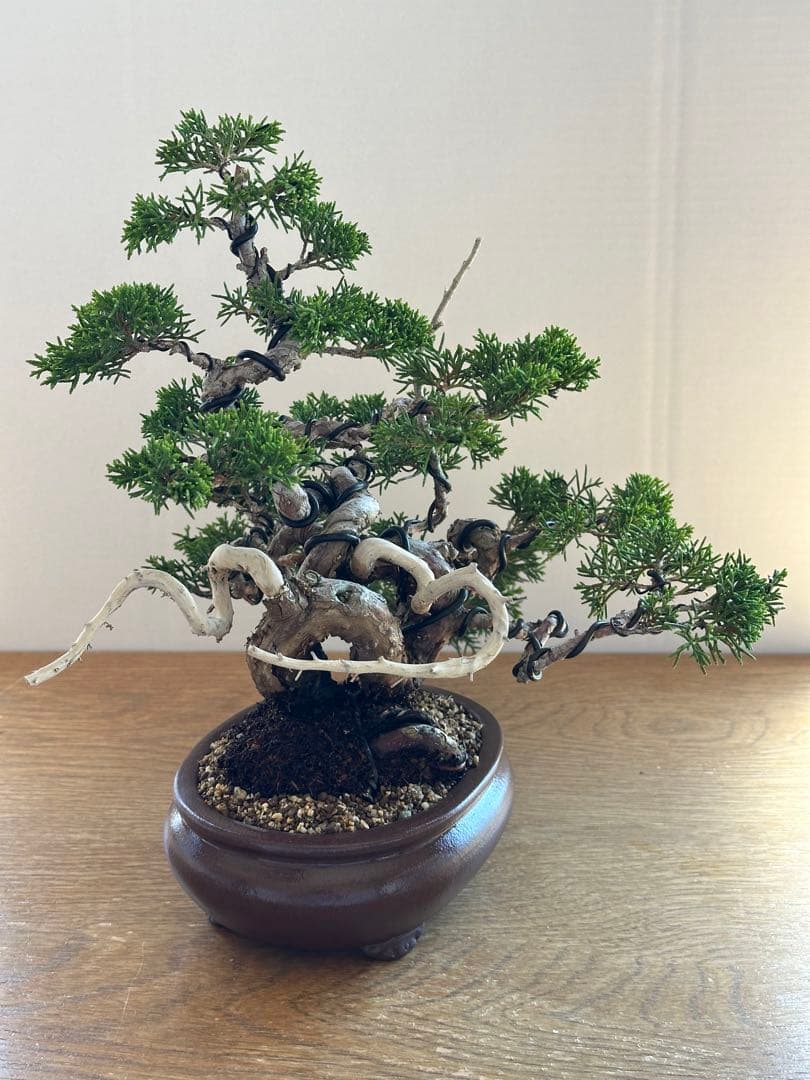 盆栽 糸魚川真柏