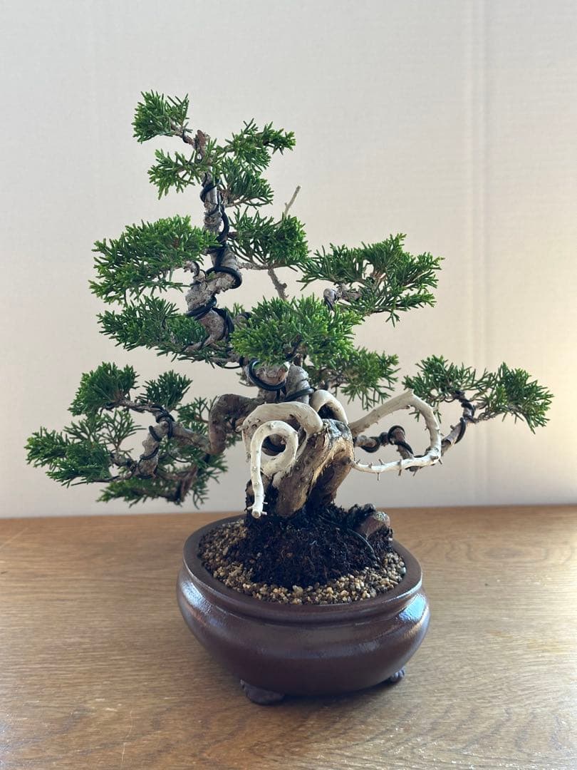 盆栽 糸魚川真柏