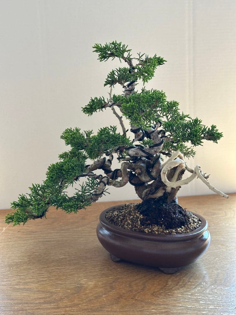 盆栽 糸魚川真柏