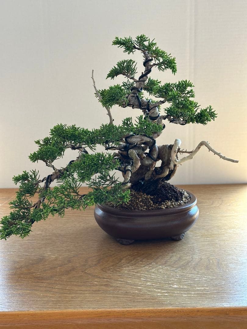 盆栽 糸魚川真柏