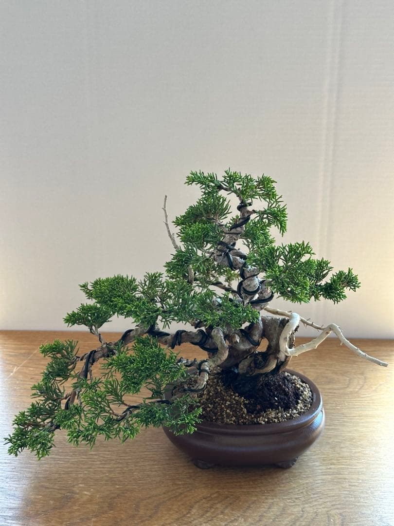 盆栽 糸魚川真柏