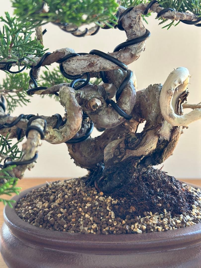 盆栽 糸魚川真柏