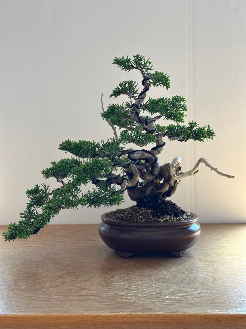 盆栽 糸魚川真柏