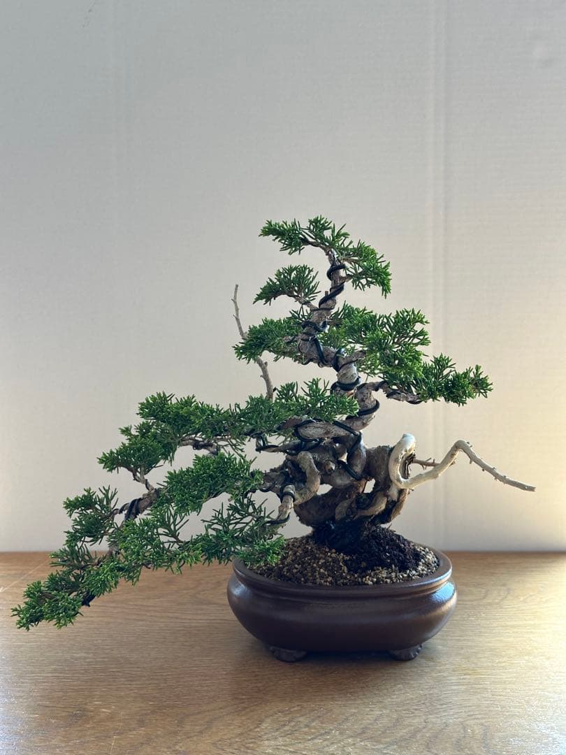 盆栽 糸魚川真柏