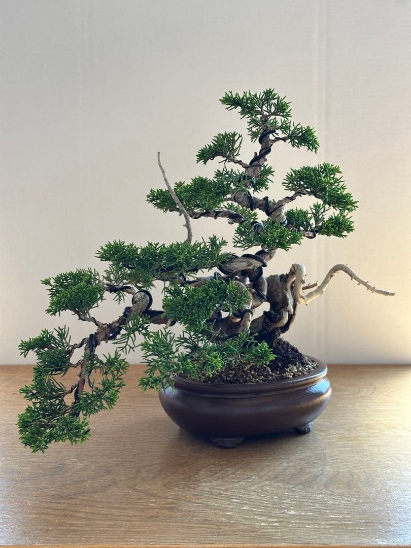 盆栽 糸魚川真柏