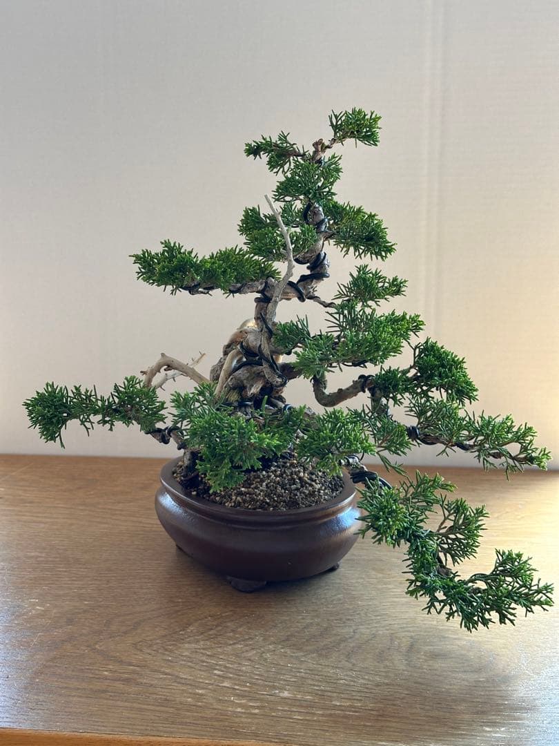 盆栽 糸魚川真柏