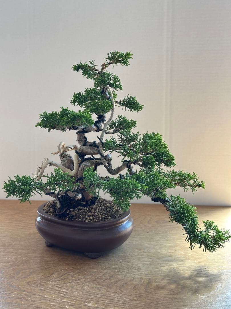 盆栽 糸魚川真柏