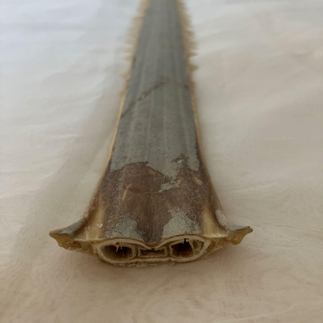 ノコギリザメの歯　標本