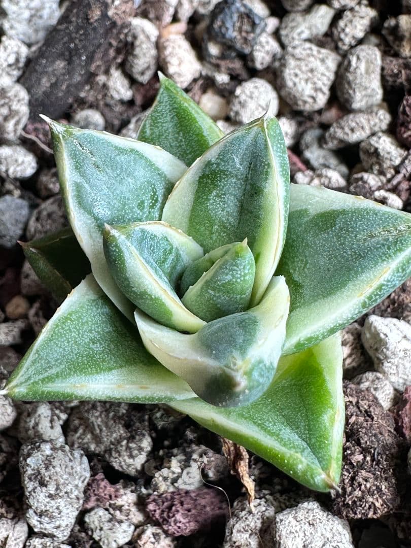 a*m様 2084多肉植物 アガベ　ピンキー　王妃笹の雪A型　白覆輪斑