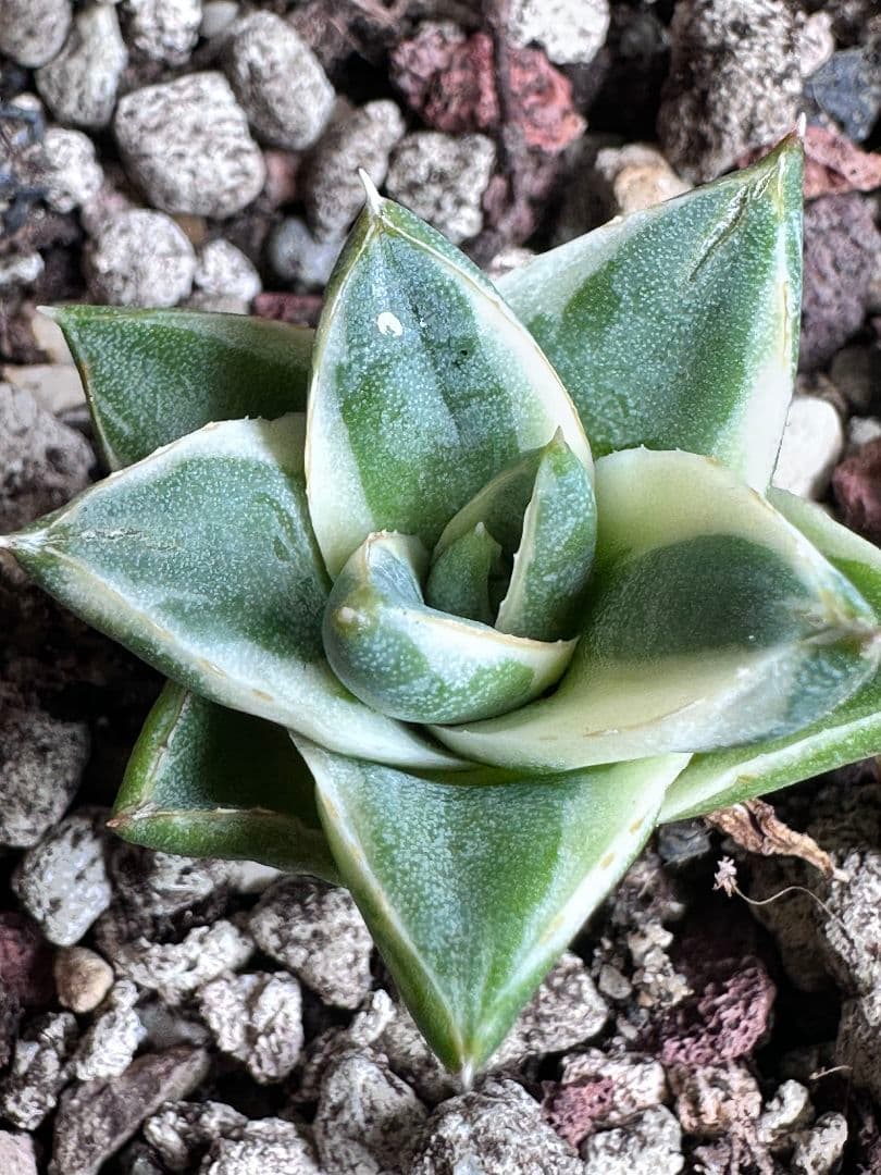 a*m様 2084多肉植物 アガベ　ピンキー　王妃笹の雪A型　白覆輪斑