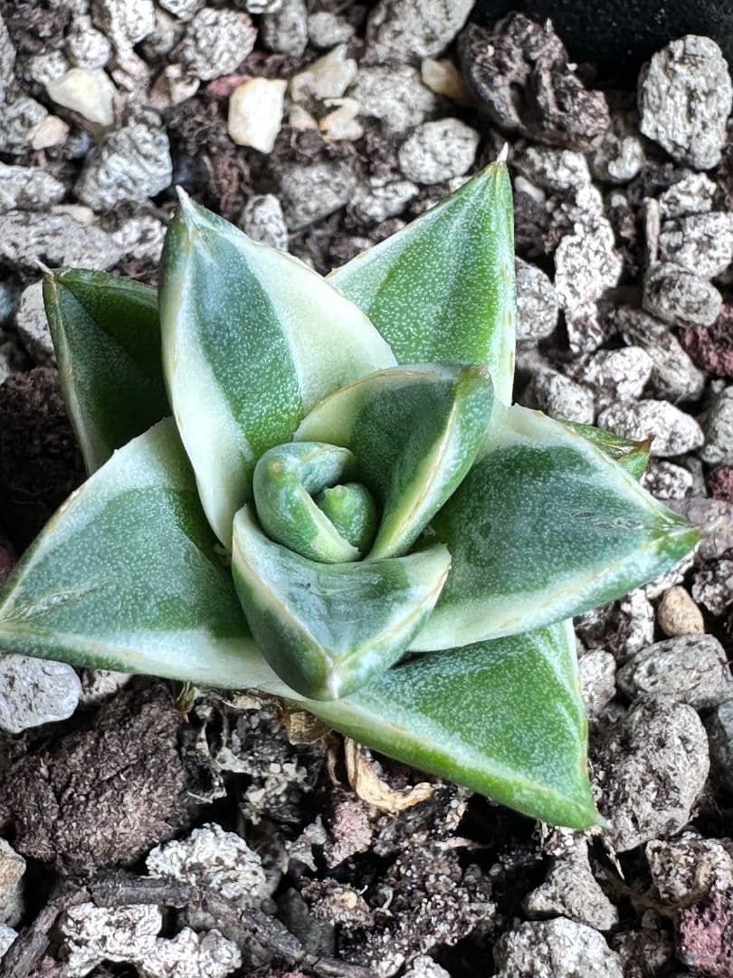 a*m様 2084多肉植物 アガベ　ピンキー　王妃笹の雪A型　白覆輪斑