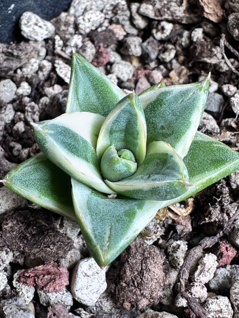 a*m様 2084多肉植物 アガベ　ピンキー　王妃笹の雪A型　白覆輪斑