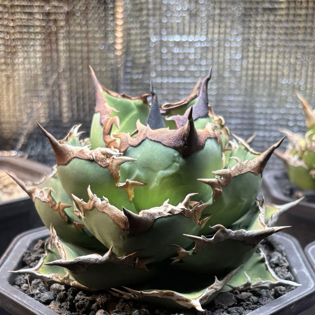 アガベ　チタノタ　シャークソード　鯊魚劍