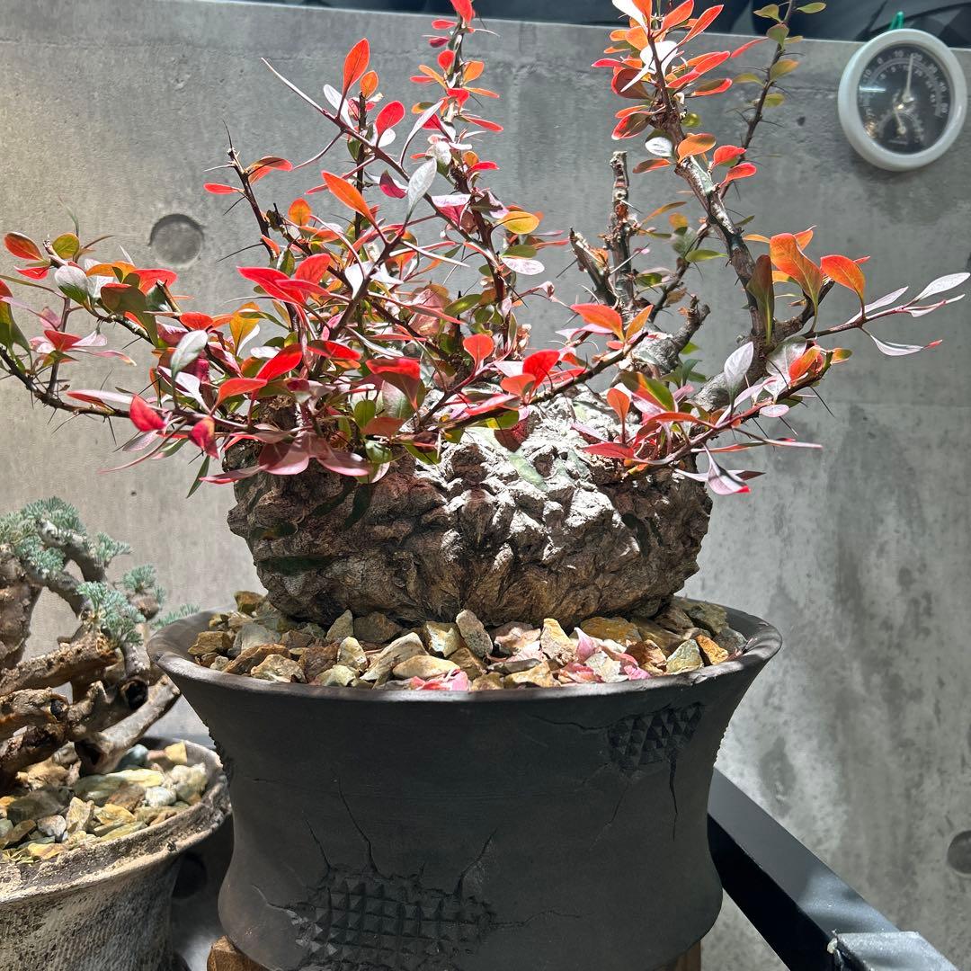 フォークイエリア　ファシクラータ 現地株 超希少 発根済 ※※陶器鉢付き※※