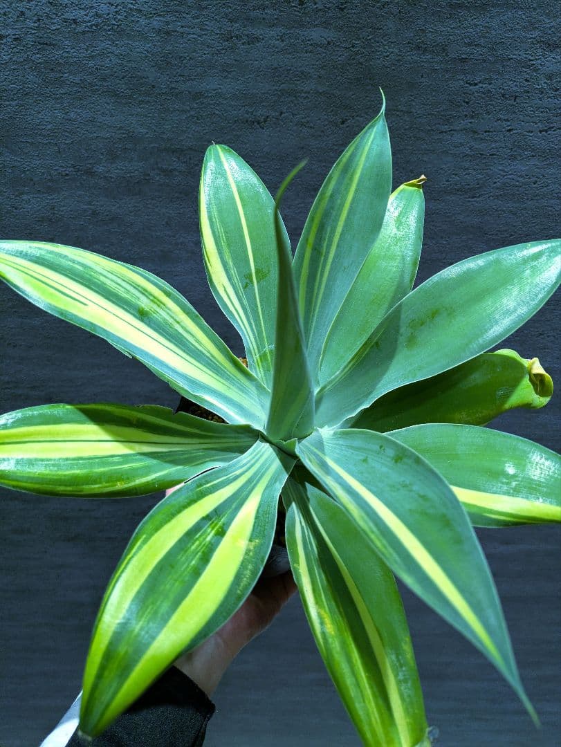 アテナータ 斑入り　希少　輸入株　アガベ　翡翠盤　ユーフォルビア　サボテン