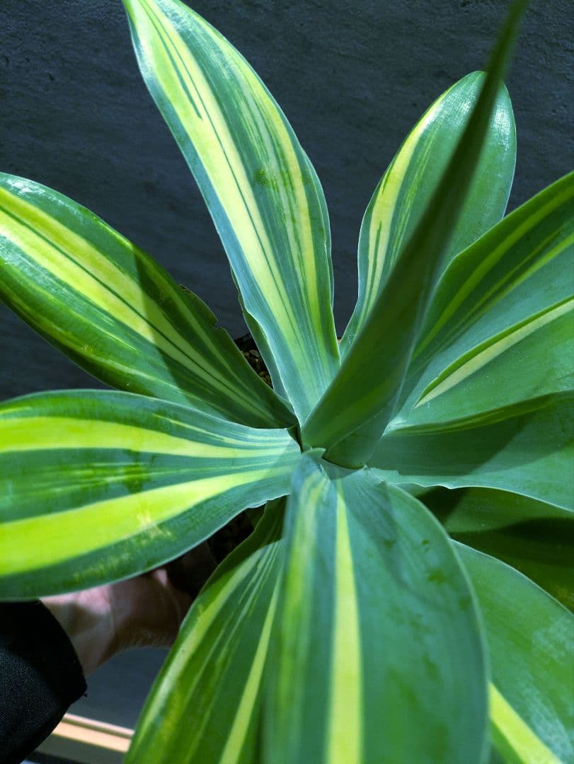 アテナータ 斑入り　希少　輸入株　アガベ　翡翠盤　ユーフォルビア　サボテン