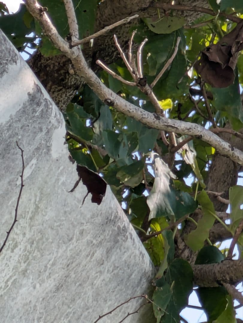 【埼玉引取限定】レトロ☆プレハブ❓ハウス