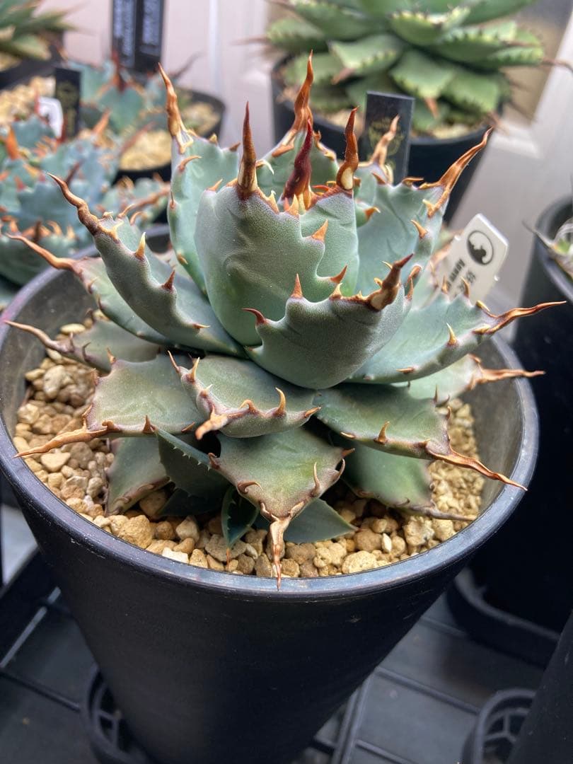 アガベ ハイブリッド 妖炎×特白肌甲蟹 土田制所 子株