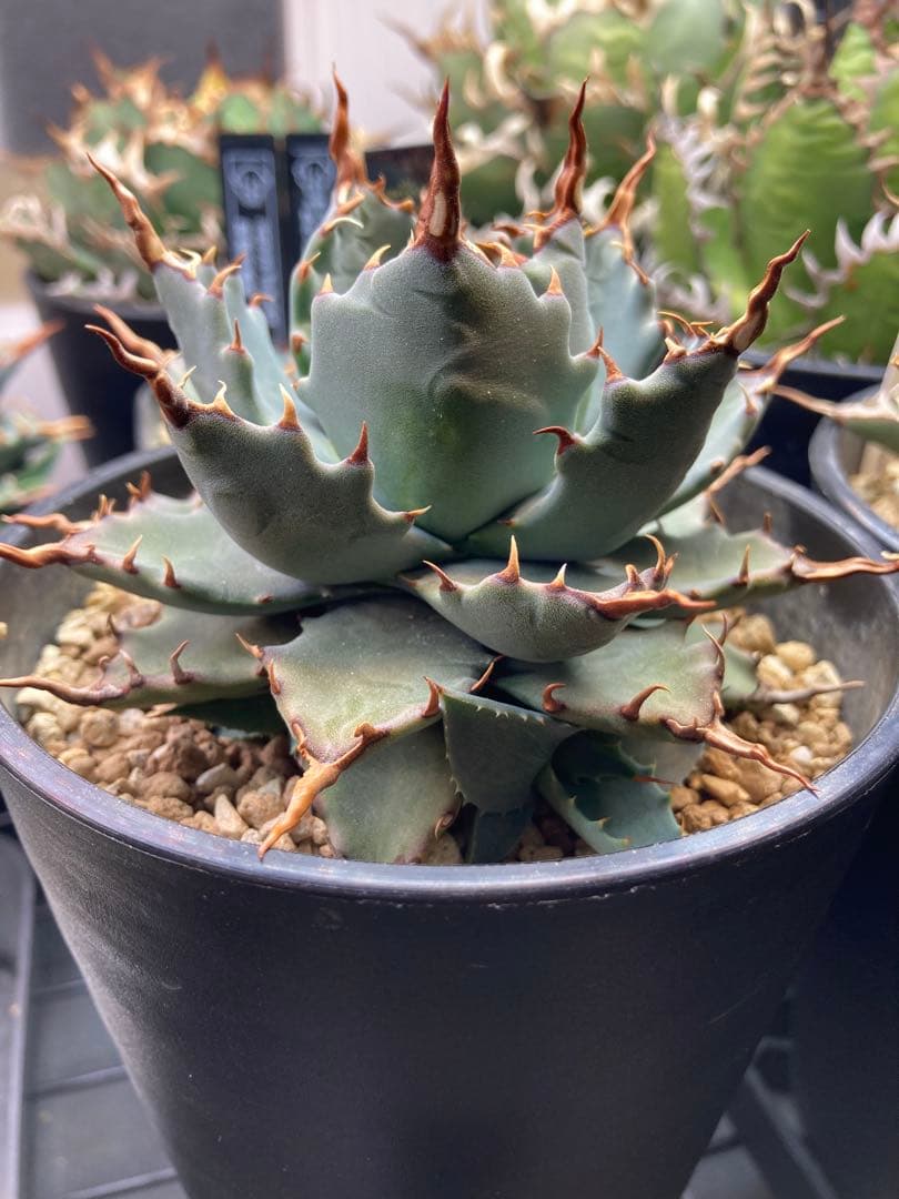 アガベ ハイブリッド 妖炎×特白肌甲蟹 土田制所 子株