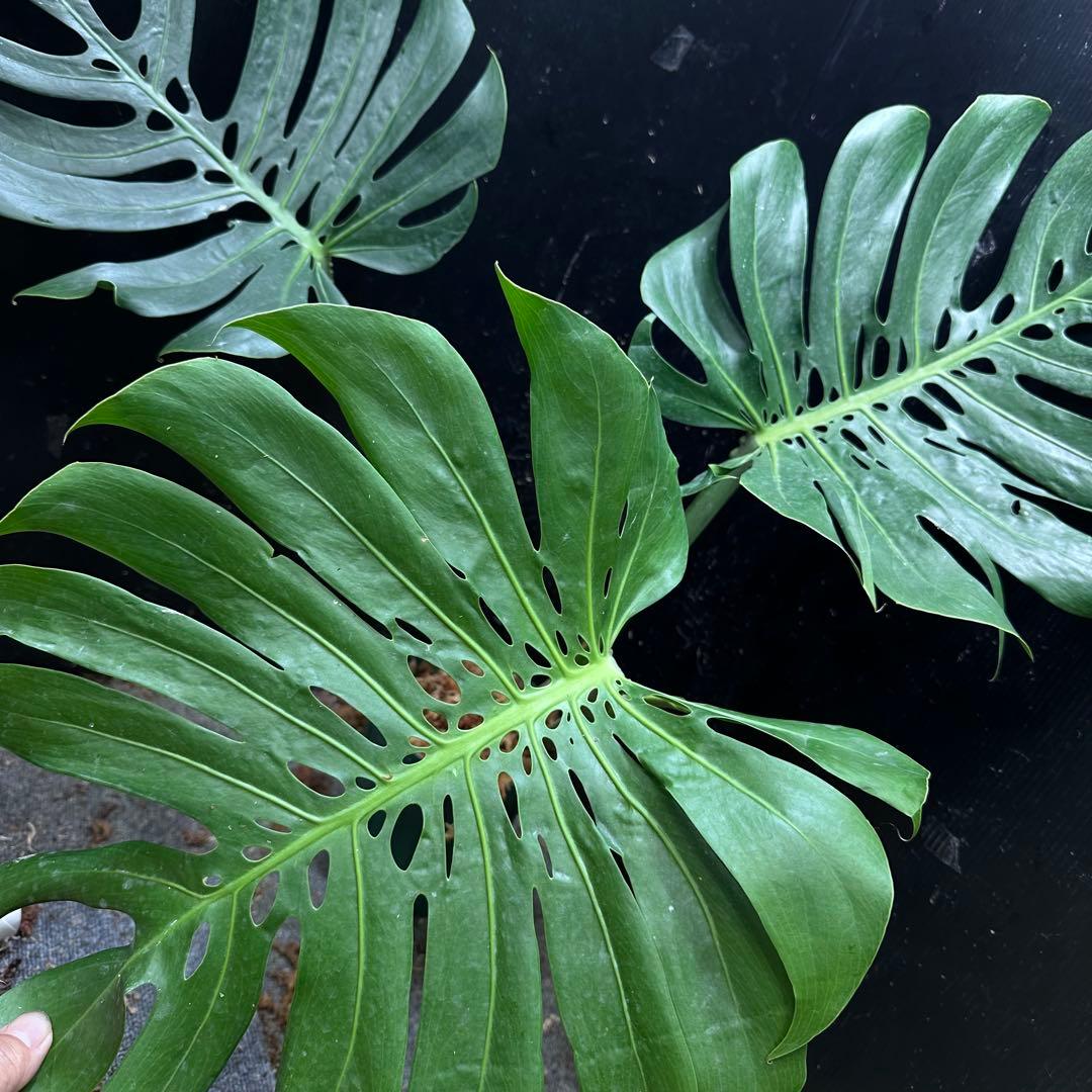 モンステラデリシオーサマクロコズム大型葉希少系統鉢植え高さ75㎝超大株