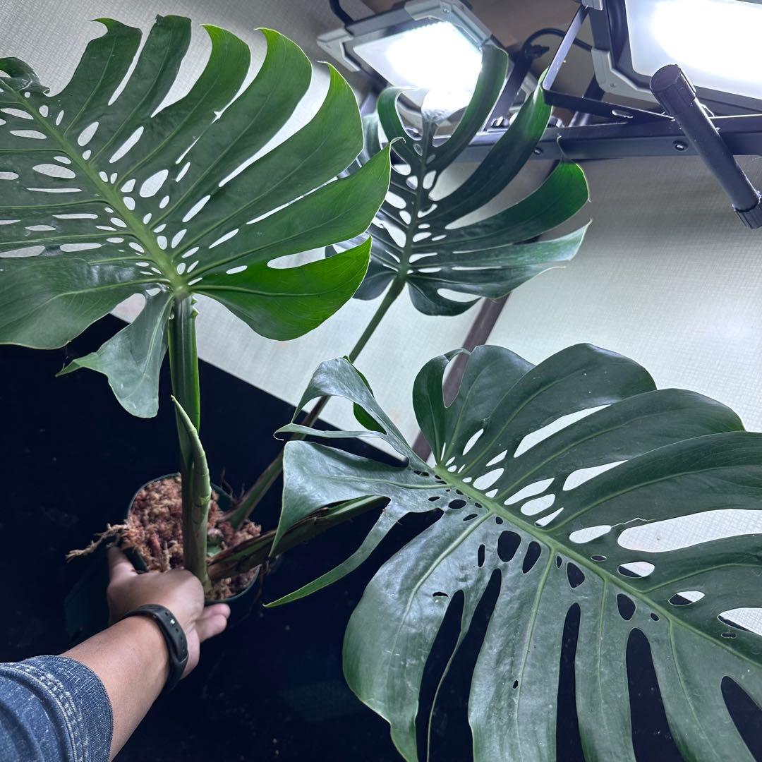モンステラデリシオーサマクロコズム大型葉希少系統鉢植え高さ75㎝超大株