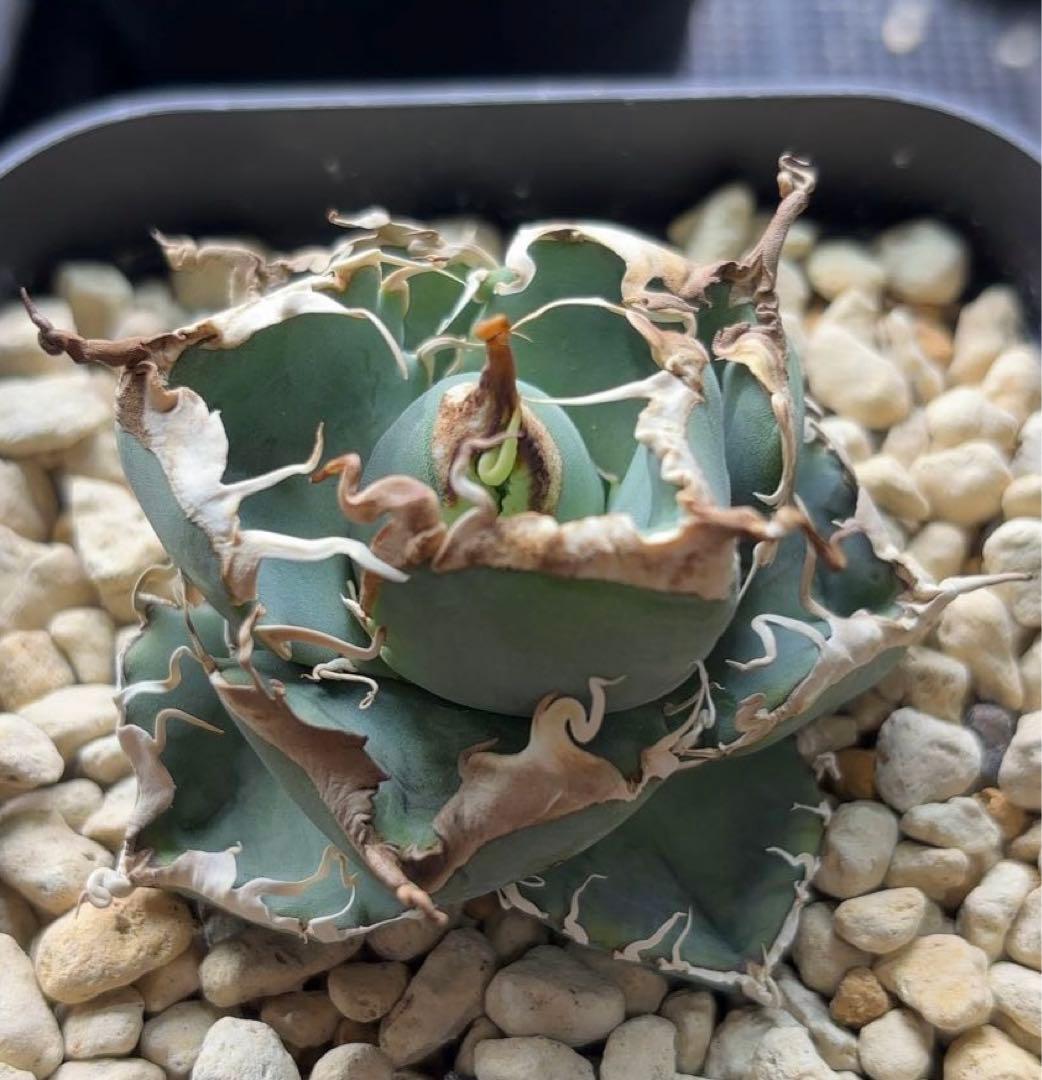 Ka-zu　アガベ　オテロイ　実生株　子株　PP01 発根済