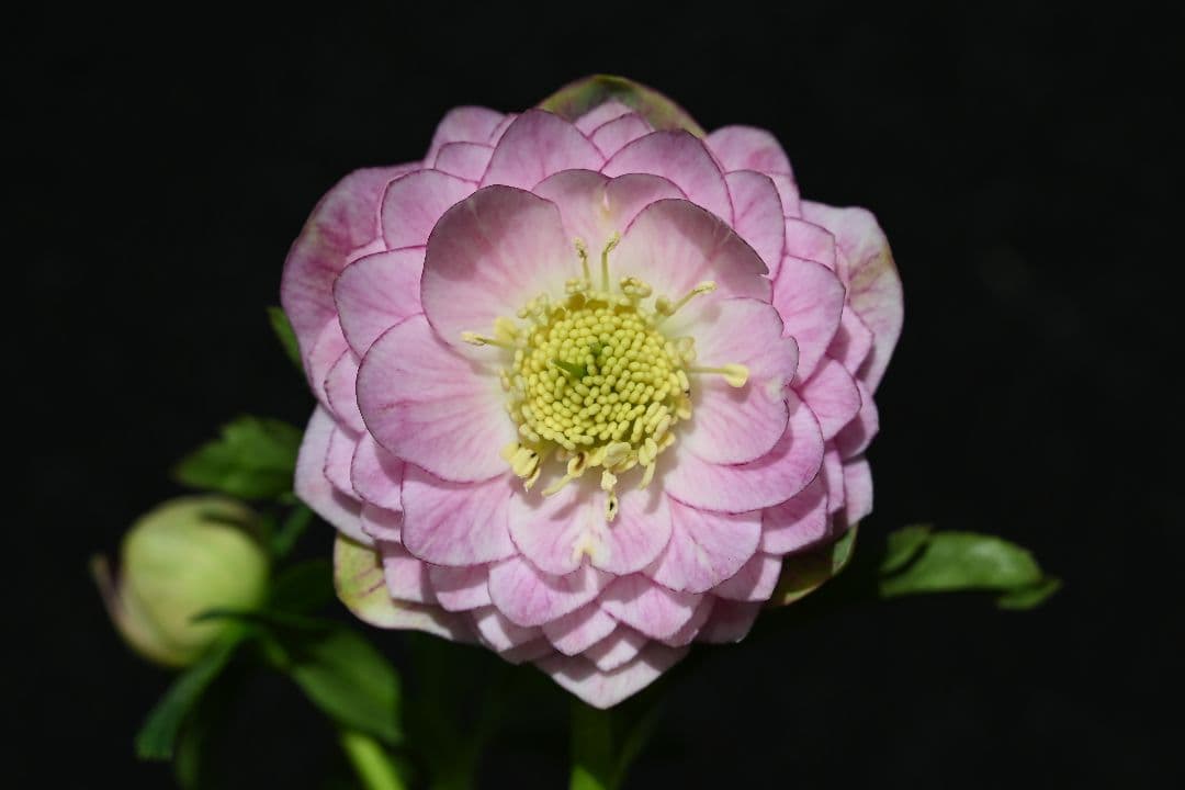 クリスマスローズ　認定Little　Collection　多弁系ビンク　加藤農園