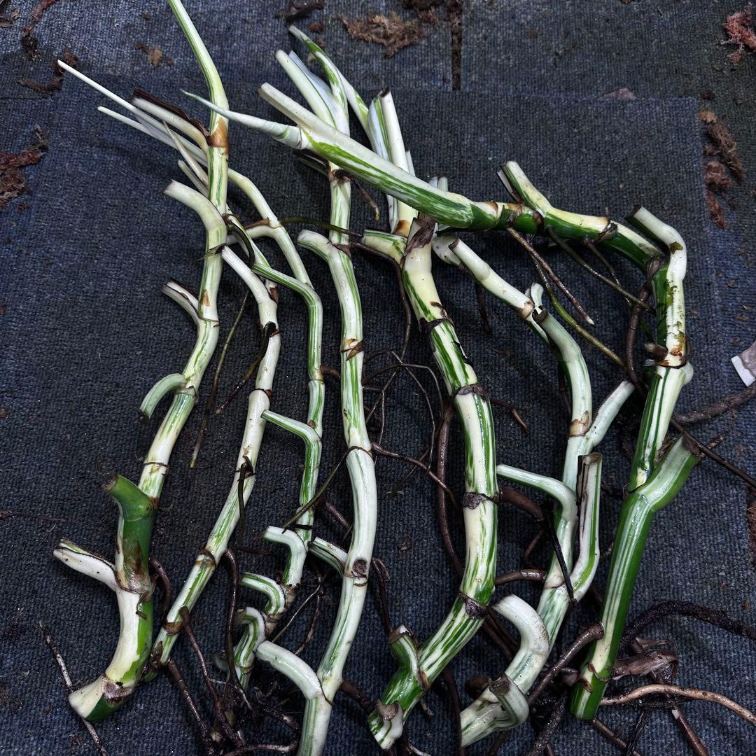 ニ*】様 斑入りモンステラホワイトタイガー大茎7株おまとめ