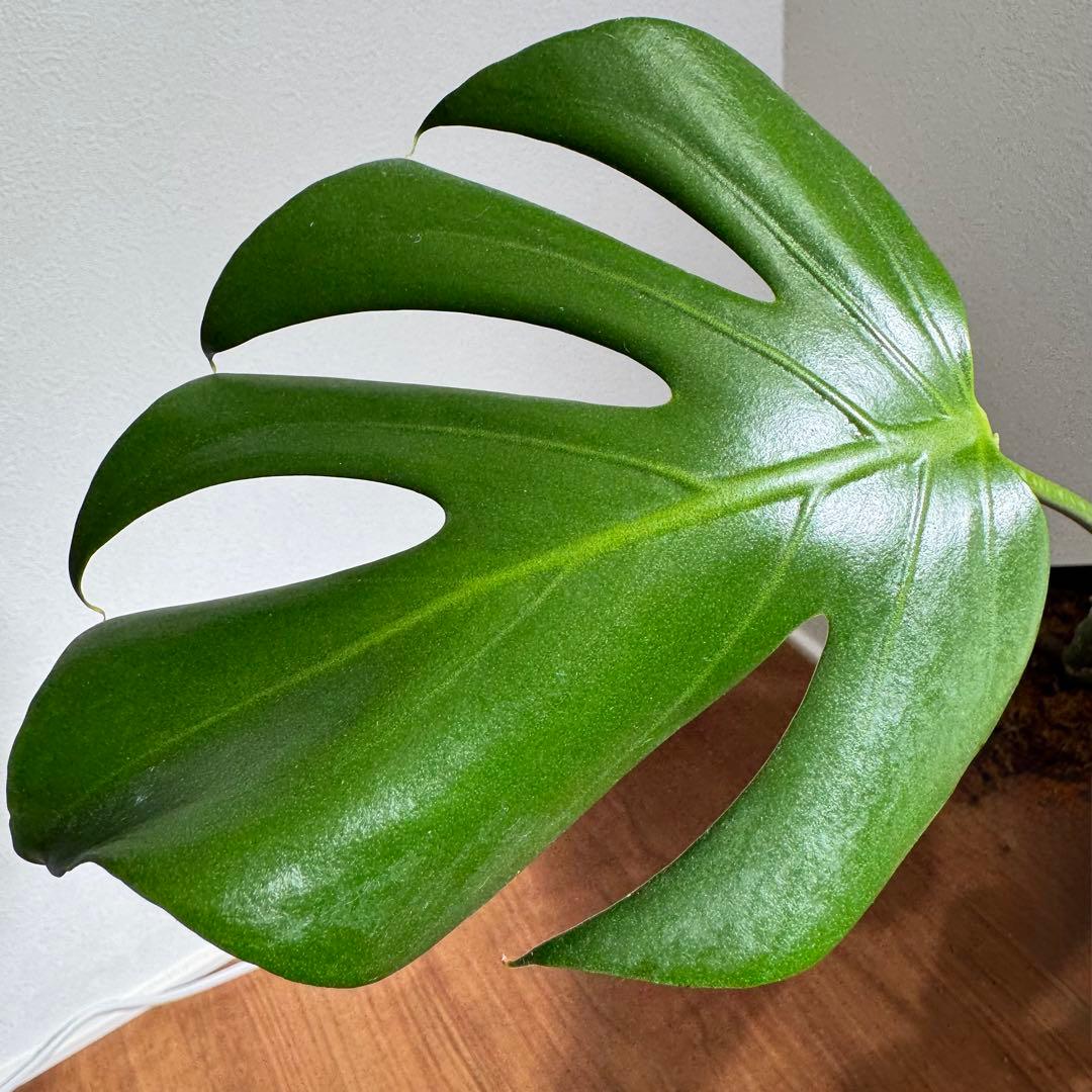 希少　モンステラ　デリシオーサ　シエラナ