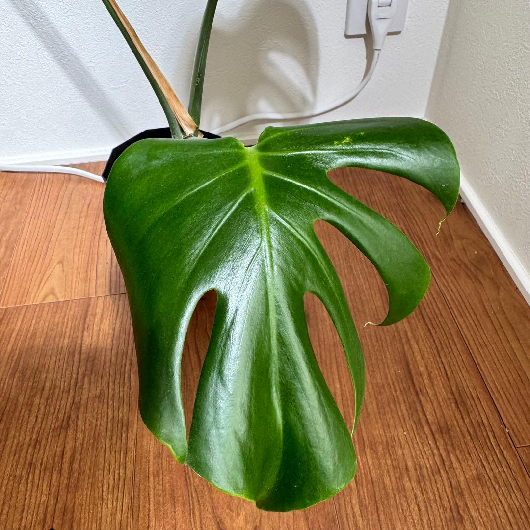 希少　モンステラ　デリシオーサ　シエラナ