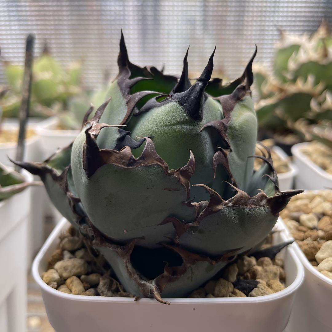 ブラックアンドブルーBB アガベ　チタノタ コンパクト