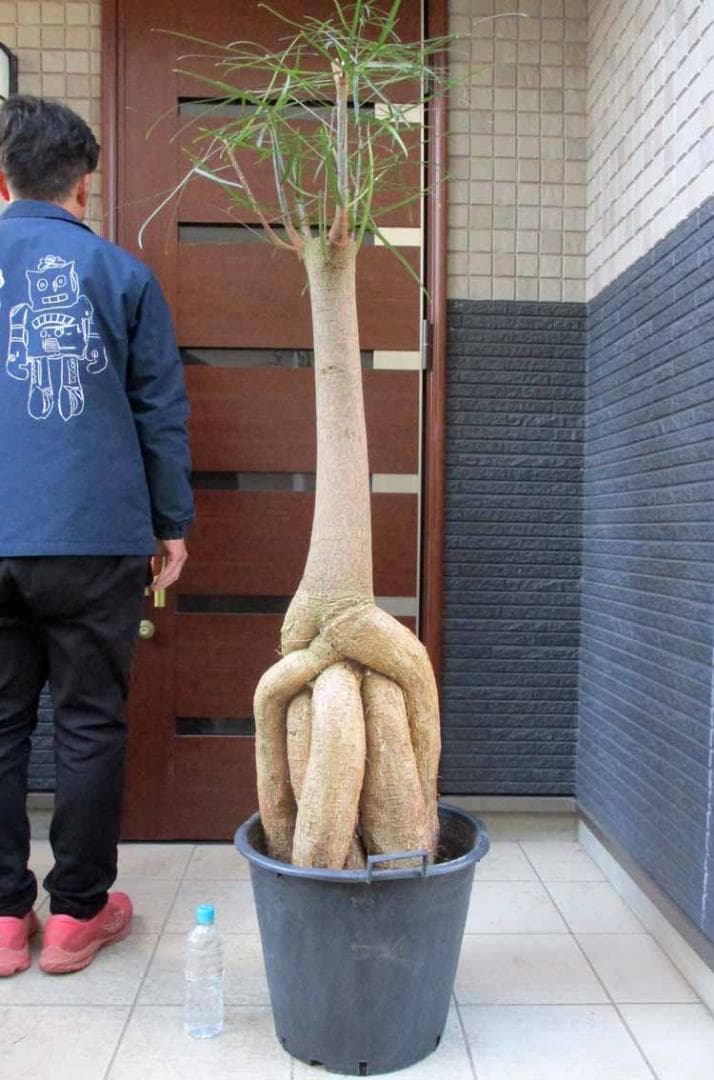 【現品】ボトルツリー（ブラキキトン）ブラキキトン・ルペストリス　13号相当　わA