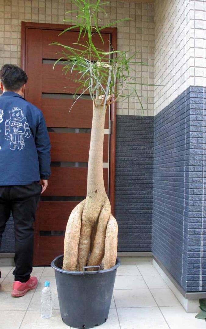 【現品】ボトルツリー（ブラキキトン）ブラキキトン・ルペストリス　13号相当　わA